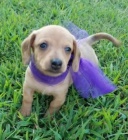 Kr�sn� a zdrav� trpasl�k jezev��k� na prodej