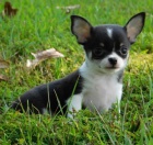 �t��ata mini �ivavy