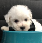 kr�sn� mu�sk� a �ensk� bi�onek na prodej