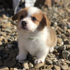 Zdrav� a o�kovan� �t��ata Pembroke Welsh Corgis na prodej