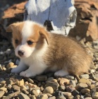 Zdrav� a o�kovan� �t��ata Pembroke Welsh Corgis na prodej