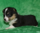 �t��ata Pembroke Welsh Corgis na prodej