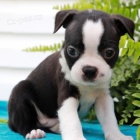 �t��ata bostonsk�ho teri�ra na prodej