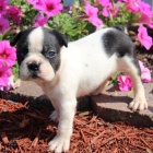 zdrav� a kr�sn� �t��ata bostonsk�ho teri�ra na prodej