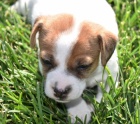 Jack Russell teri�r �t��ata na prodej