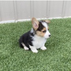 Kr�sn� �t��ata Welsh Corgi k adopci