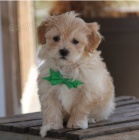 Rozko�n� �t��ata Maltipoo k adopci.