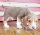 Rozko�n� �t��ata Beagle k adopci.