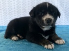Rozko�n� �t��ata Goberian k adopci.