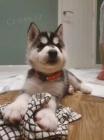 Na prodej roztomil� sibi�sk� husky