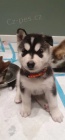 Na prodej roztomil� sibi�sk� husky