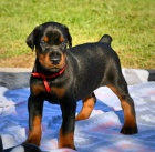 zdrav� a kr�sn� �t��ata dobermana na prodej