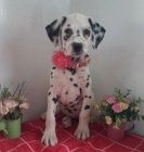 Kr�sn� a zdrav� dalmatin na prodej