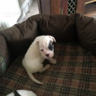 n�meck� boxer �t��ata