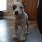 Kr�sn� jack russell psi na prodej