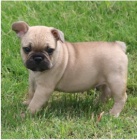 Americk� buldok �t��ata jsou p�ipravena k adopci a nov�m rodin�m.