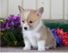 �t���tka Corgi pombrake jsou p�ipravena k adopci a nov�m rodin�m.