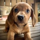 �t��ata jezev��k� jsou p�ipravena k adopci a nov�m rodin�m.