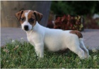 �t��ata Jacka Rusella jsou p�ipravena na adopci a nov� rodiny.