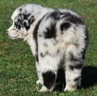 Kr�sn� �t��ata australsk�ho ov��ka k adopci.