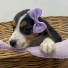 Kr�sn� �t���tka Beagle k adopci.