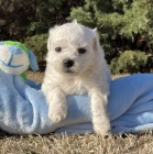 Kr�sn� �t���tka Bichon k adopci.