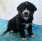 Kr�sn� goberiansk� �t��ata k adopci.