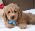 Kr�sn� �t���tka Goldendoodle k adopci.
