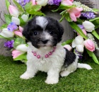 Kr�sn� havansk� �t��ata k adopci.