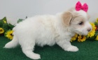 Kr�sn� �t��ata Maltipoo k adopci.