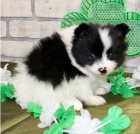 Kr�sn� pomeransk� �t��ata k adopci.