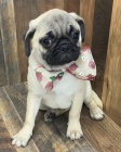 Kr�sn� �t���tka Pug k adopci.