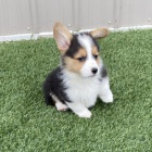 Kr�sn� �t��ata Welsh Corgi k adopci.