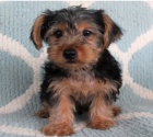 Kr�sn� �t���tka Yorkie k adopci.