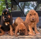 dispozici �t���tka Bloodhound..