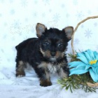 Sladk� york��rsk� teri�r