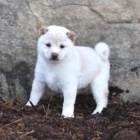 Miluj�c� Shiba Inu