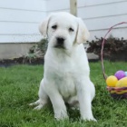 Spole�ensk� labradorsk� retr�vr