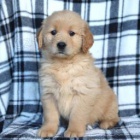 Rozko�n� zlat� retr�vr