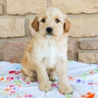 Sv�dn� Goldendoodle
