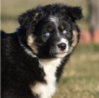 �t��ata australsk�ho ov��ka k adopci