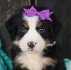 �t��ata bernsk�ho sala�nick�ho psa k adopci