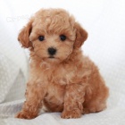 Zdrav� a hygienicky vycvi�en� �t��ata pudl� na prodej.