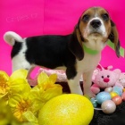 K dispozici jsou kr�sn� a rozko�n� �t��ata b�gl�, kter� jsou nyn� p�ipravena k prodeji.