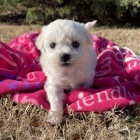 �t��ata Bichon frize jsou k dispozici a jsou nyn� p�ipravena k prodeji.