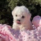 �t��ata Bichon frize jsou k dispozici a jsou nyn� p�ipravena k prodeji.