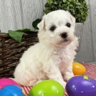 �t��ata Bichon frize jsou k dispozici a jsou nyn� p�ipravena k prodeji.