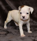 Kr�sn� �t��ata boxera na prodej