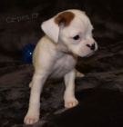 Kr�sn� �t��ata boxera na prodej