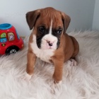 Kr�sn� �t��ata n�meck�ho boxera na prodej